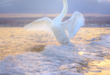 我死后,他们疯了林暖暖杨玥,我死后,他们疯了最新章节-锤石文学